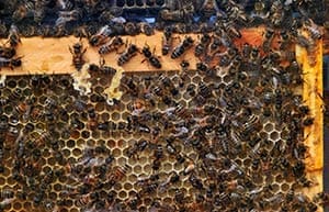 EarthBees03