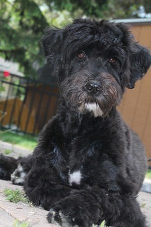 zola